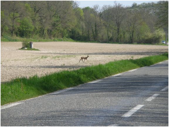 Traverser la route peut tre dangereux